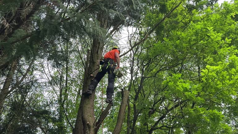 Reliable Lamesa, TX  Tree Services Solutions